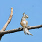 Freshwater Pearl Parrot Brooch Pendant in Sterling Silver